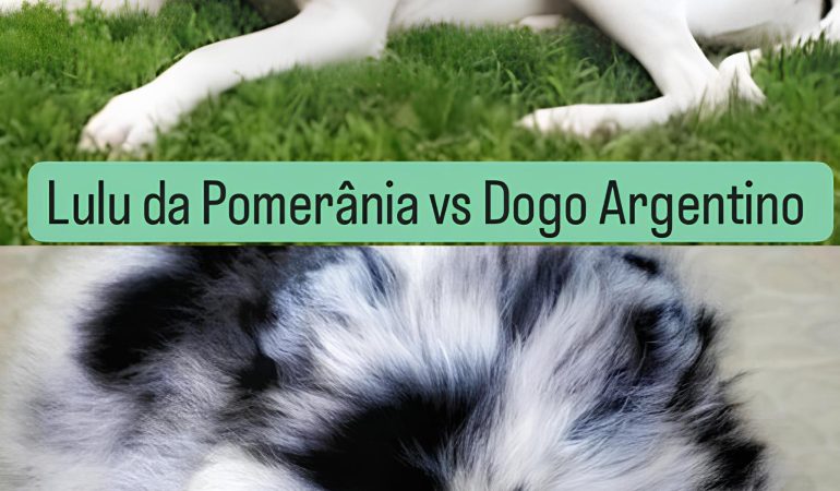 Dois cães da raças lulu da pomerânia com pelagem de cor branco e cinza e outro cão da raça dogo argentino.