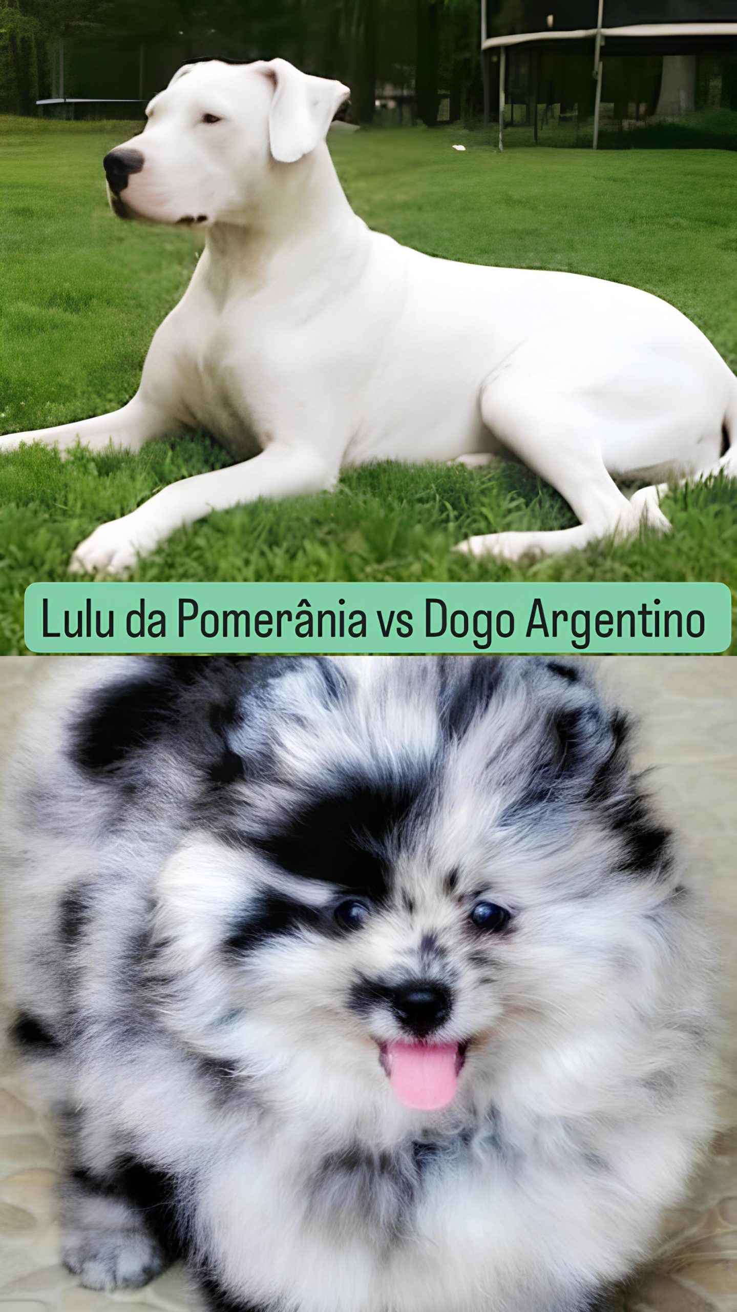 Lulu da Pomerânia vs Dogo Argentino - Lulu da Pomerânia
