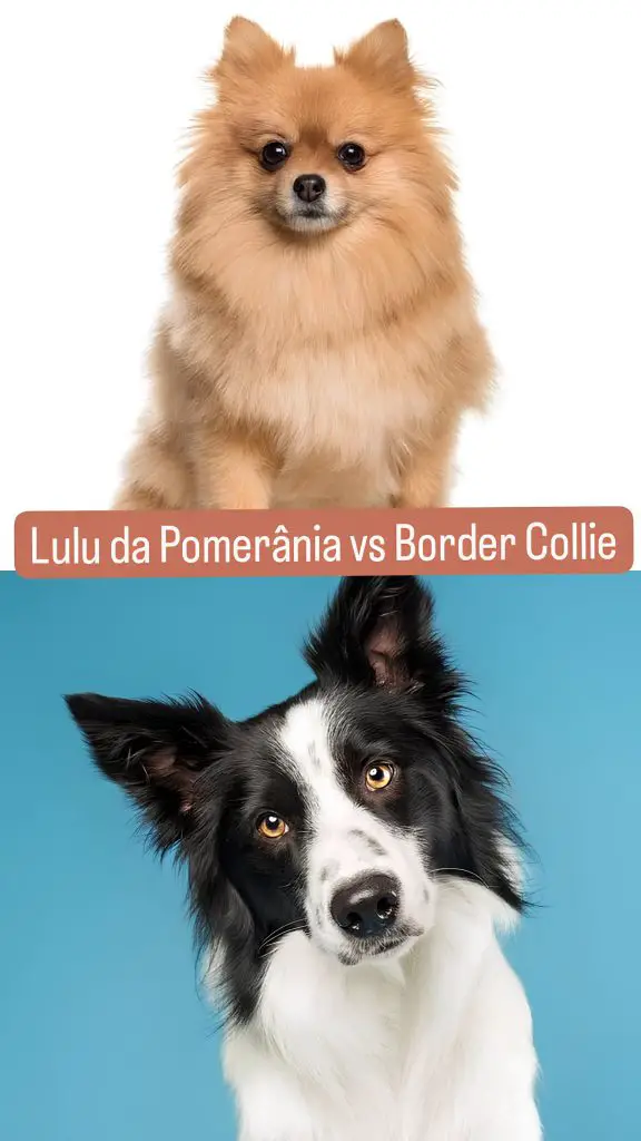 dois cães, sendo um da raça lulu da pomerânia e outro border collie.