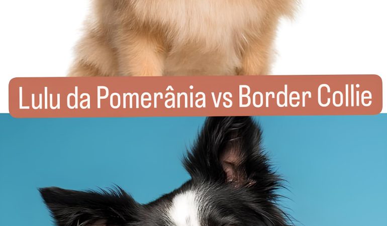 Dois cães da raça lulu da pomerânia e outro border collie.