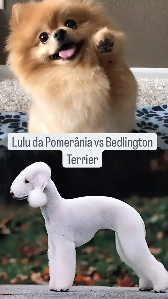 Dois cães, sendo um da raça lulu da pomerânia e outro Bedlington Terrier.