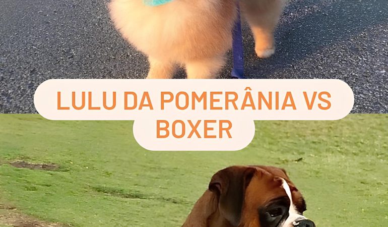 um cão da raça Lulu da Pomerânia e outro da raça Boxer