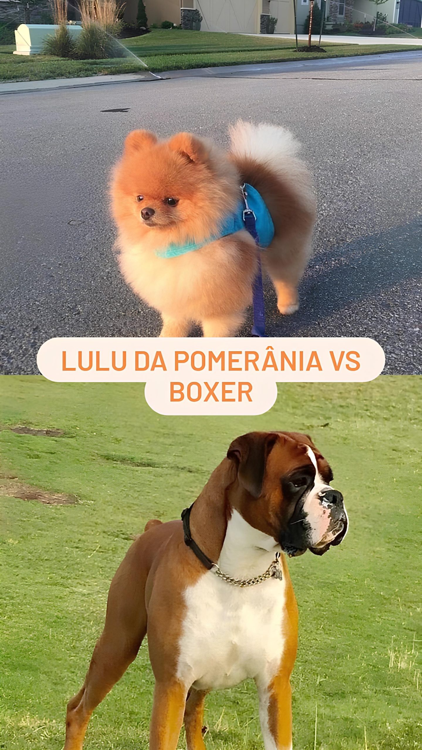 Lulu da Pomerânia vs Boxer - Lulu da Pomerânia
