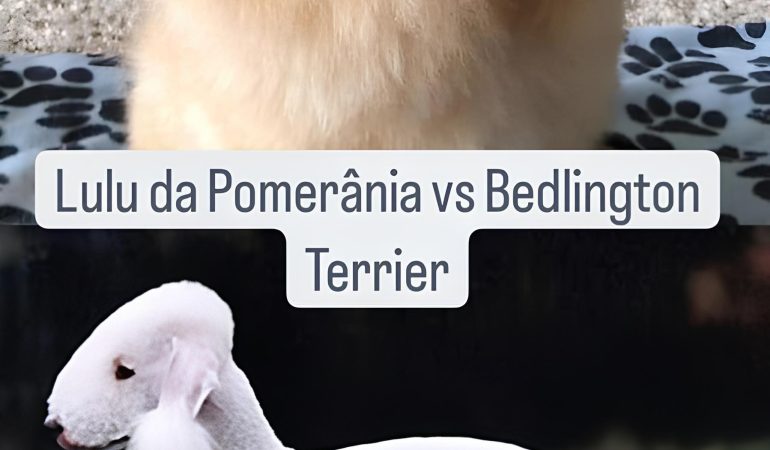 Dois cães, sendo um da raça lulu da pomerânia e outro bedlington terrier.