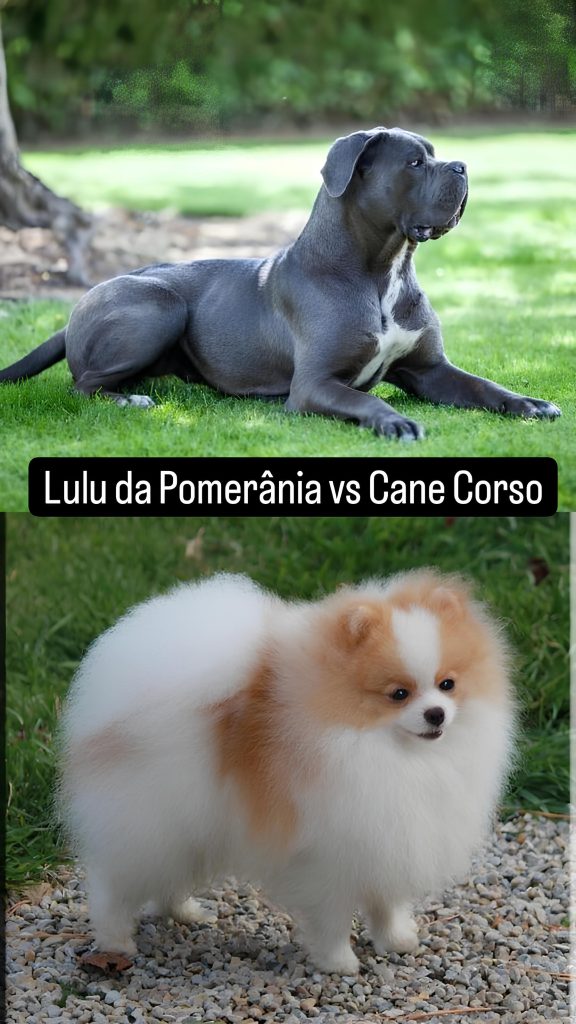 Dois cães, sendo um da raça lulu da Pomerânia e outro Cane Corso.