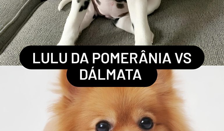 dois cães da raça lulu da pomerânia e outro Dálmatas.