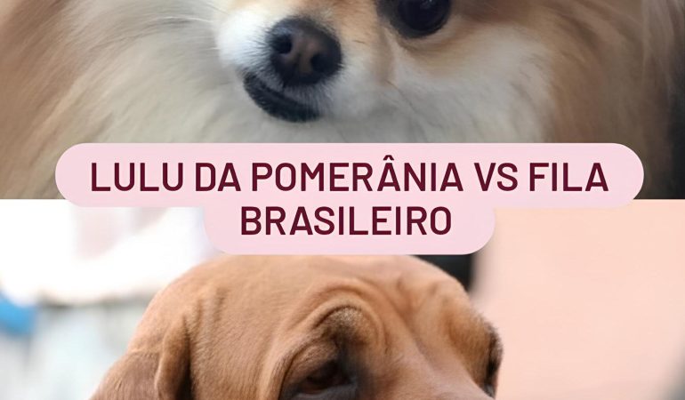 dois cães das raças fila brasileiro e lulu da pomerânia com um lacinho na cabeça.