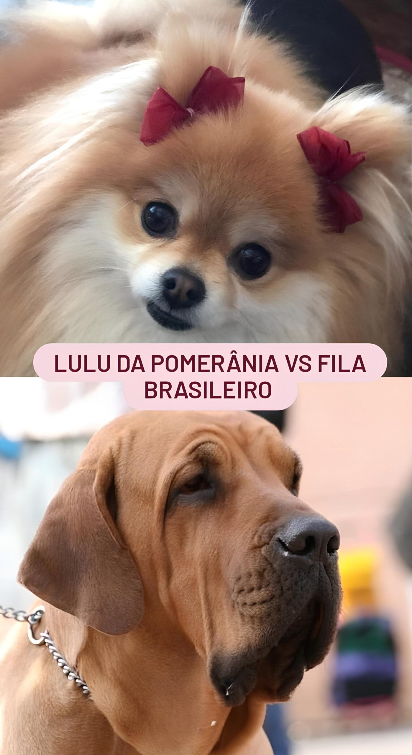 Lulu da Pomerânia vs Fila Brasileiro - Lulu da Pomerânia