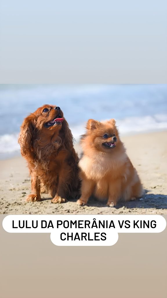 dois cães da raça lulu da pomerânia e King Charles em uma areia de praia.