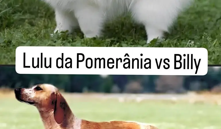 Dois cães da raça da lulu da pomerânia e billy