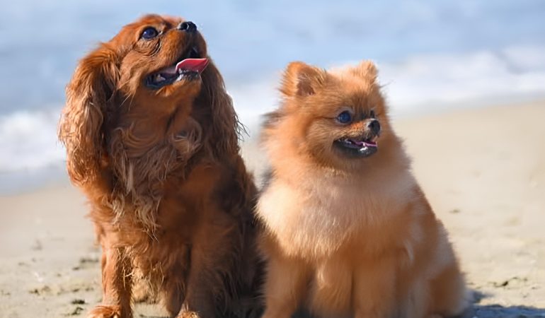 dois cães das raças Lulu da Pomerânia e King Charles sentados em um areia de praia.