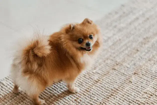 um cão da raça lulu da pomerânia.