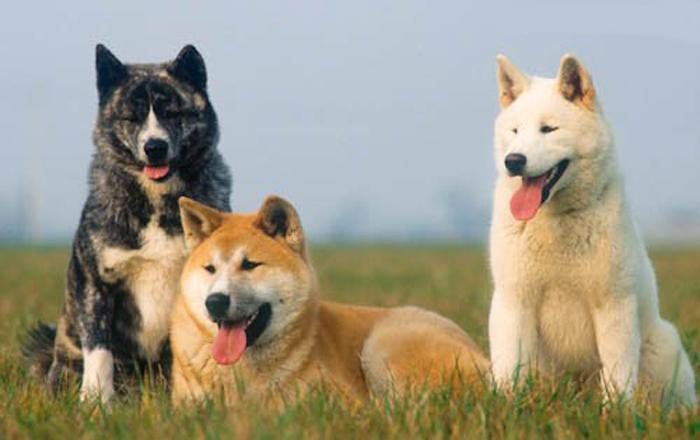 três cachorros adultos da raça akita inu estão descansando na grama.