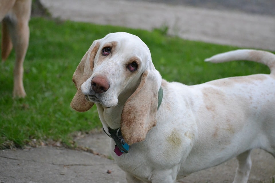 um cachorro da rça basset hound da cor branca em um quintal.