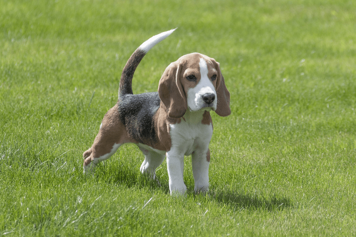 um filhote de cachorro da raça beagle brincando em um gramado.