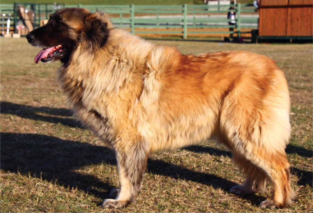 um cachorro da raça cão da serra da estrela em um local aberto.