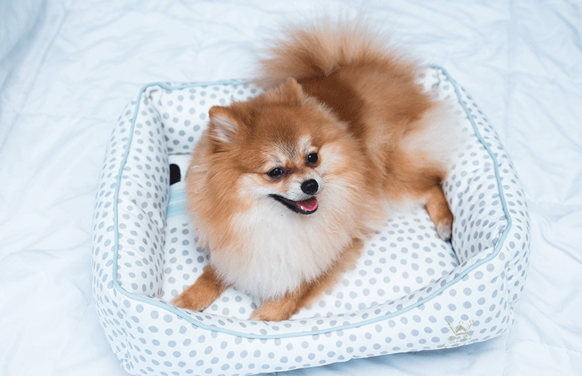 um cão da raça lulu da pomerânia deitada em uma caminha pet.