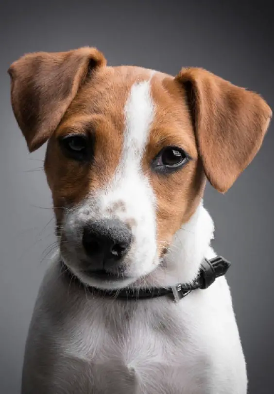 um cão da raça jack russel terrier com uma coleira preta.