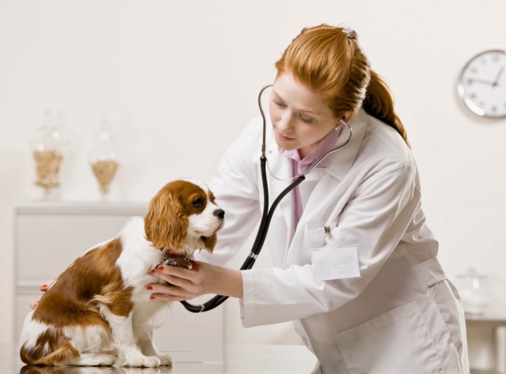 um consultório veterinário com um cão da raça king Charles sendo avaliado.