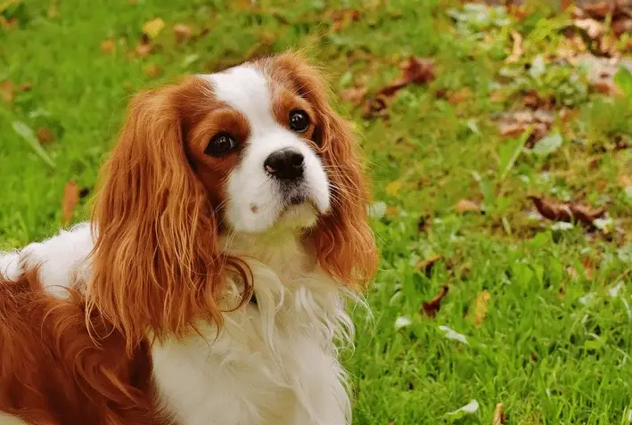 um cão da raça King Charles em uma gramado.