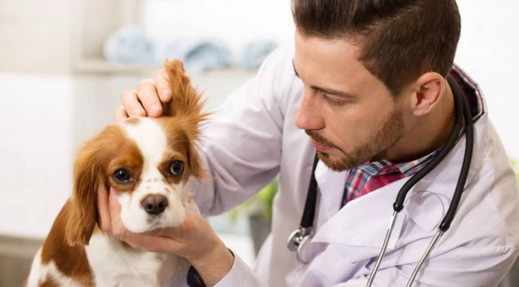 um veterinário avaliando a orelha de um cão da raça King Charles.