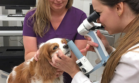 um consultório de oftalmologista pet, e um cão da raça king Charles sendo avaliado pela médica e sua dona ao lado segurando.