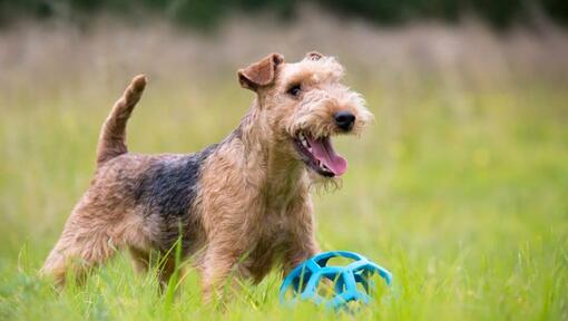 um cão da raça lakeland terrier brinancod com um brinquedo pet em um gramado.