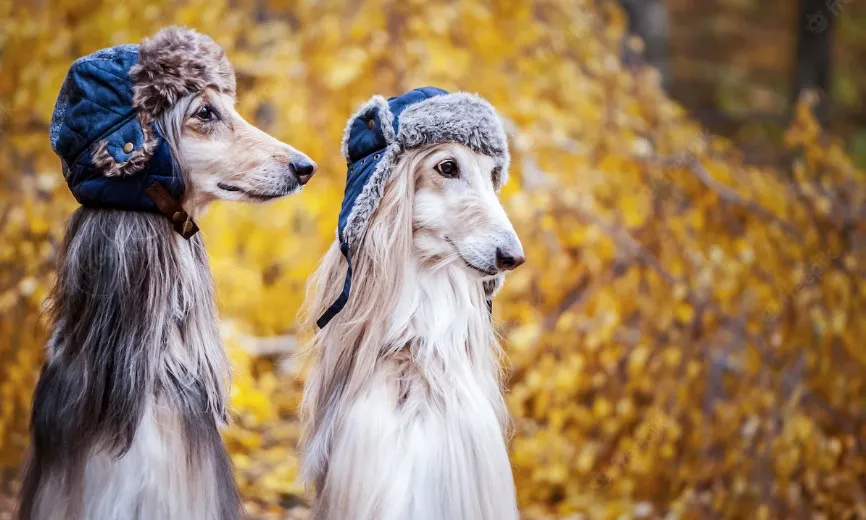 dois cães da raça Afghan Hound na cor clara em um bosque em um dia de outono, ambos com touca de frio na cabeça.