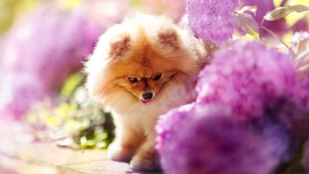 um cão da raça lulu da pomerânia em um quintal com muitas flores na cor violeta.