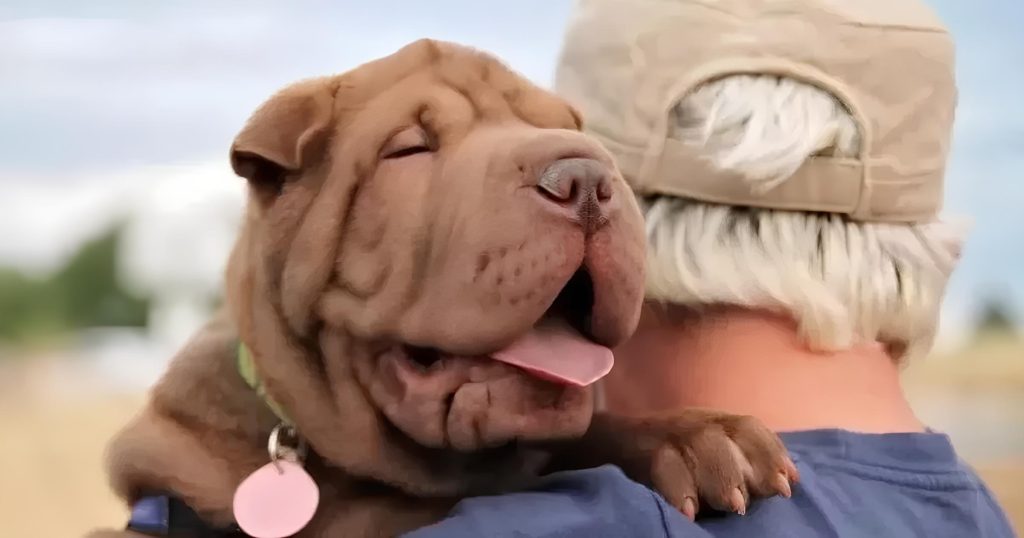 um cão da raça shar pei sendo segurado no colo por um senhor.