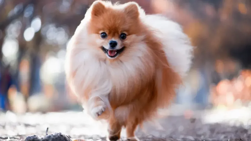 um cão da raça lulu da pomerânia correndo.