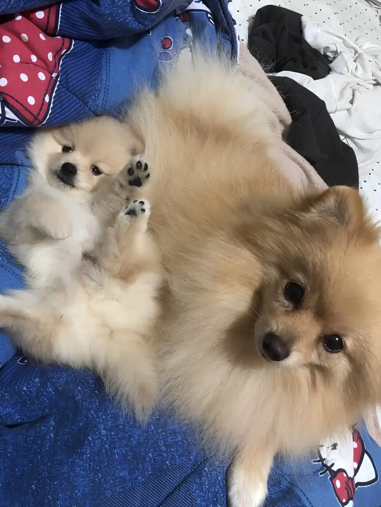 dois cães da raça lulu da pomerânia, sendo um deles filhote.