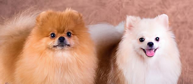 Dois cães da raça lulu da pomerânia de cores de pelagens diferentes com a língua de fora.