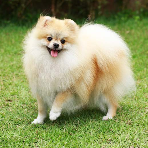 um cão da raça lulu da pomerânia em um gramado.