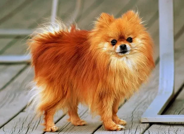 um cão da raça lulu da pomerânia na pelagem laranja