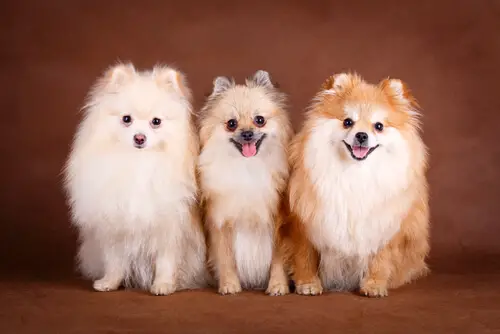 Três cães da raça lulu da pomerânia sentados lado a lado para tirar foto em um estúdio fotográfico.
