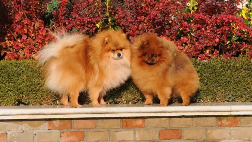 dois cães da raça lulu da pomerânia em cima de um muro de tijolinho, atrás deles flores.