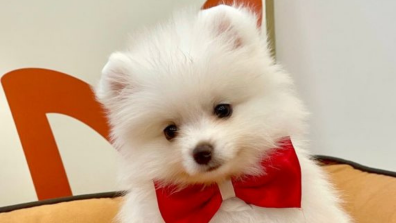um cão da raça lulu da pomerânia com um laço vermelho no pescoço.