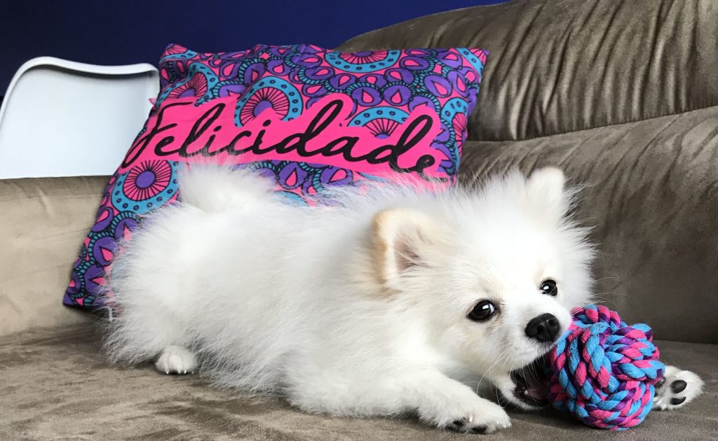 cachorro da raça lulu da pomerânia na cor branca em cima de um sofá na cor bege brincando com um brinquedinho pet, atrás dele uma almofada colorida com a frase felicidade.