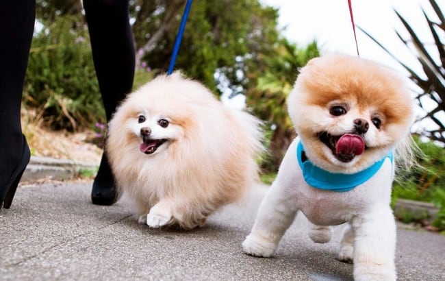 dois cães da raça lulu da pomerânia passeando em uma calçada.