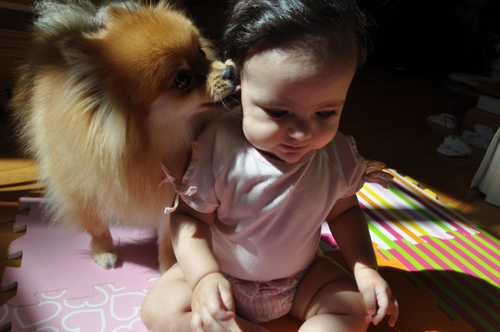 uma bebe menina sentada ao chão brincando com um cão da raça lulu da pomerânia.