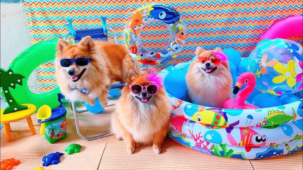 três cachorros da raça lulu da pomerânia tirando fotos com piscina inflável infantil, boias, e mais brinquedos infantis, todos eles estão com um óculos de sol.