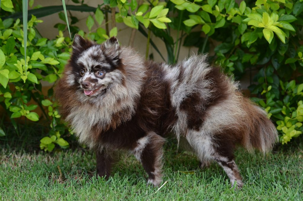 Um cão da raça lulu da pomerânia raro com pelagem marrom e cinza com olhos claros, em de pé em um jardim.