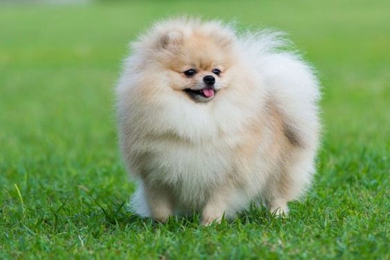 um cão da raça lulu da pomerânia na pelagem branca em um gramado.