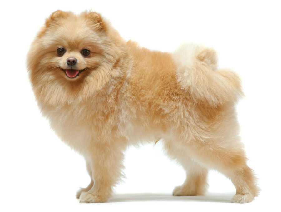 um cachorro da raça lulu da pomerânia da pelagem, marrom claro em pé.