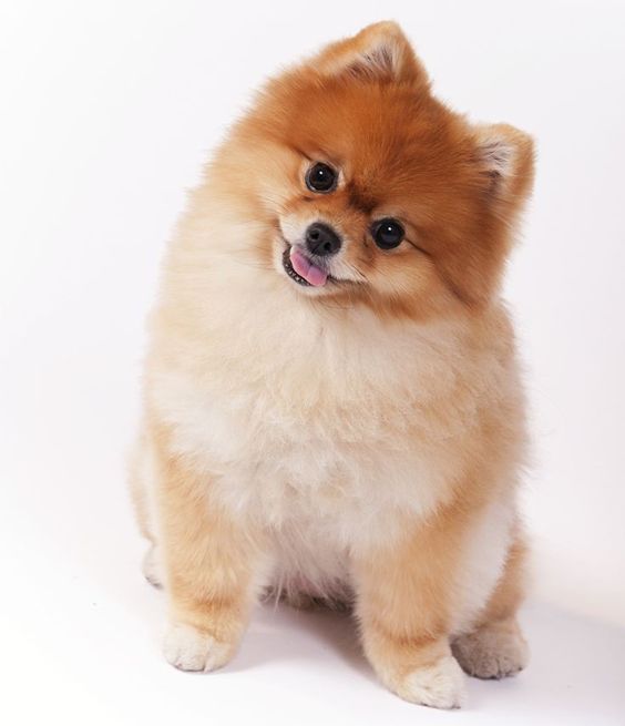 um cão da raça lulu da pomerânia.
