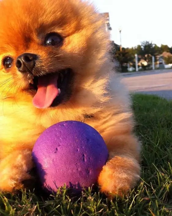 um cão da raça lulu da pomerânia com uma bolinha da cor roxa brincando em um gramado.