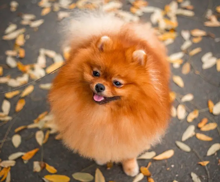um cão da raça lulu da pomerânia com pelagem marrom, com língua de fora em um asfalto com folhas de outono.