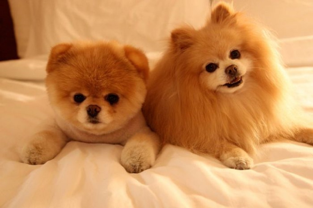 dois cachorros da raça lulu da pomerânia em cima da cama, um deles com tosa na cabecinha.