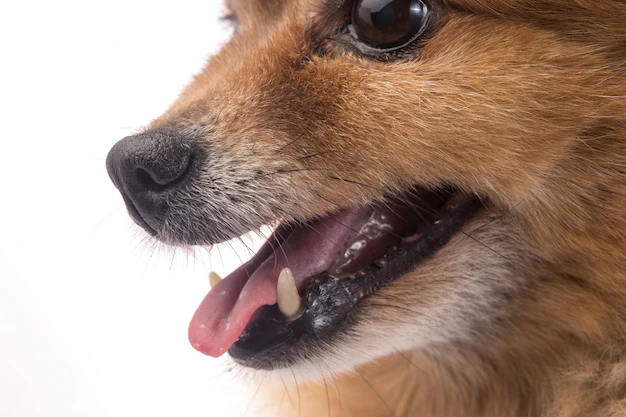imagem de um cachorro da raça lulu da pomerânia com evidência a parte dentária.